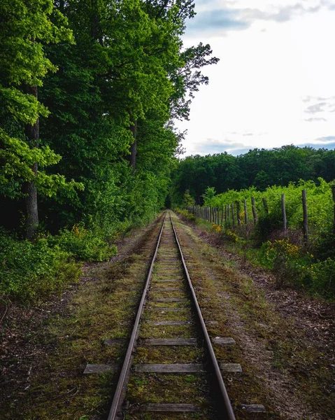 Eine Vertikale Aufnahme Einer Eisenbahn Einem Natürlichen Feld Zwischen Grün — Stockfoto