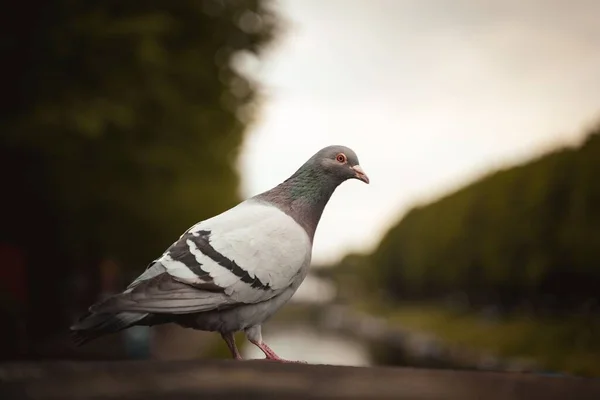 Une Prise Vue Sélective Pigeon Perché Sur Roche — Photo