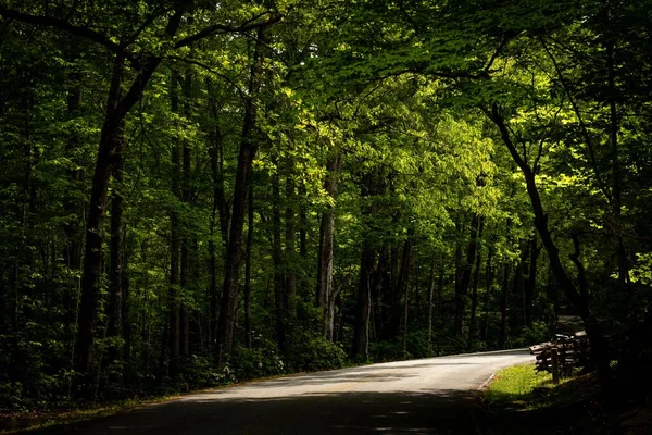 Uma Estrada Meio Árvores Altas — Fotografia de Stock