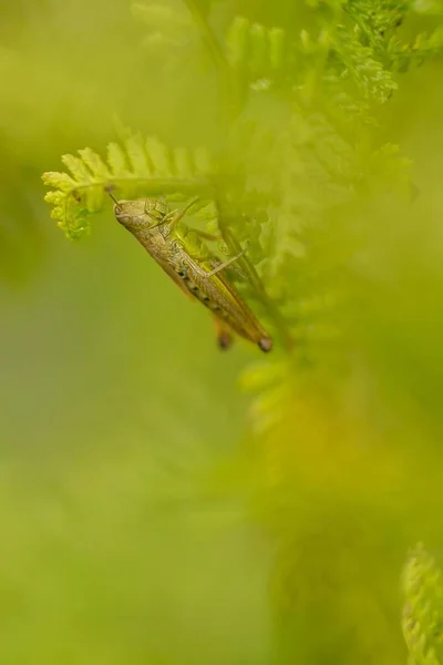 Selective Focus Grasshopper Green Plant — Stock Photo, Image