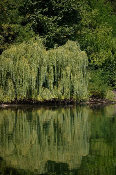 Вертикальный Снимок Деревьев Отражённых Воде — стоковое фото