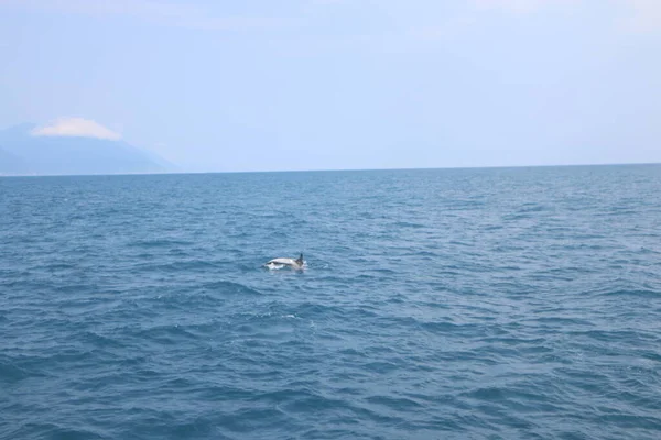 Дельфин Прыгает Море Против Безоблачного Неба — стоковое фото