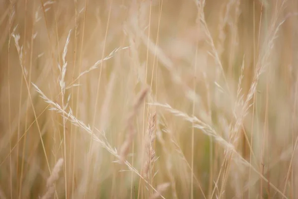 Closeup Shot Dried Reed Grasses Field — Stock Photo, Image