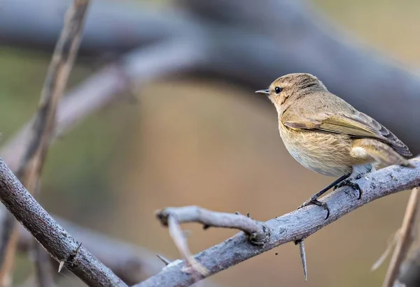 Chiffchaff Fågel Vilar Trädgren — Stockfoto