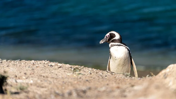 Närbild Humboldt Pingvin Vid Strand — Stockfoto