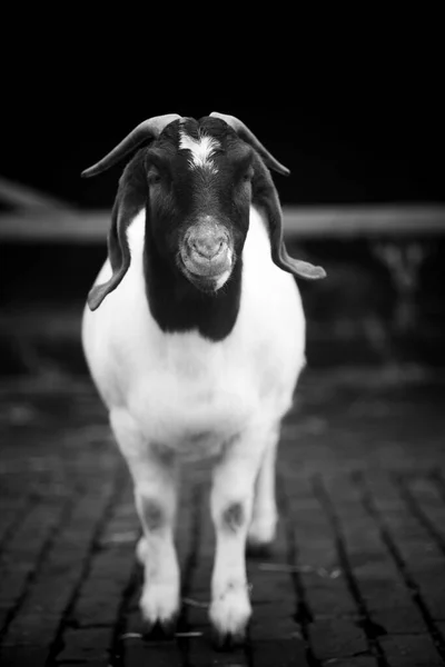 A vertical grayscale shot of a goat on a farm