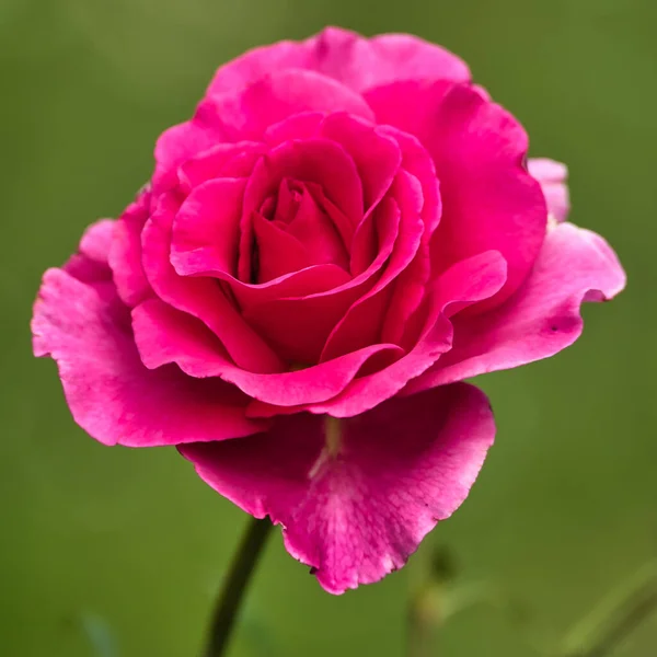 Uno Scatto Selettivo Una Rosa Giardino — Foto Stock