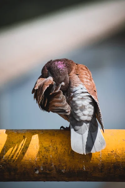 Back View Brown Pigeon Yellow Tube Isolated Blurred Background — Stock Photo, Image