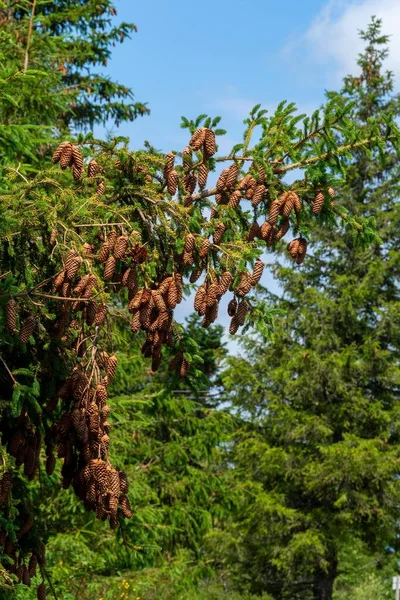 晴れた日に松林の中にコーンの束を持つ枝 — ストック写真