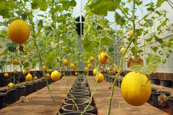 Ein Malerischer Blick Auf Einen Garten Mit Gelben Melonen Bereit — Stockfoto