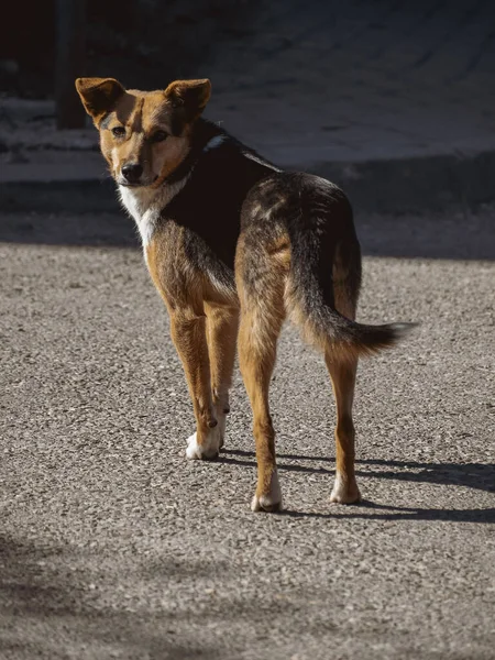 Romanya Nın Lasi Kentindeki Kameraya Bakan Bir Pye Köpeğinin Dikey — Stok fotoğraf