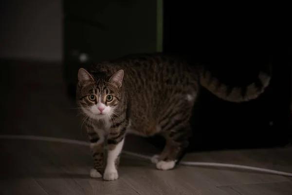 Primo Piano Gatto Tabby Nero Piedi Casa — Foto Stock