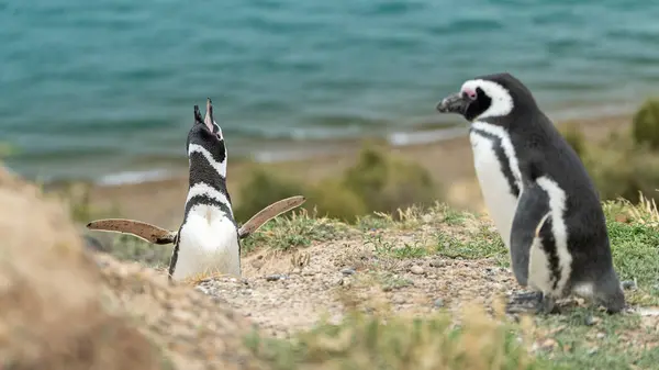 Ein Weicher Fokus Der Humboldt Pinguine Einem Grasbewachsenen Ufer — Stockfoto