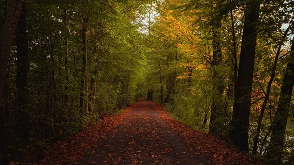 Caminho Cercado Por Árvores Durante Outono Com Folhas Crocantes Chão — Fotografia de Stock