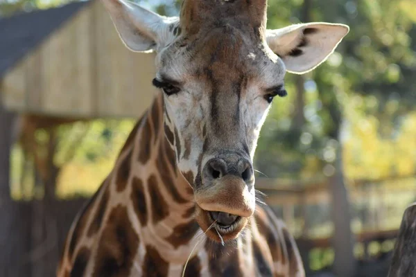 Ritratto Primo Piano Della Testa Una Giraffa Del Nord Nel — Foto Stock