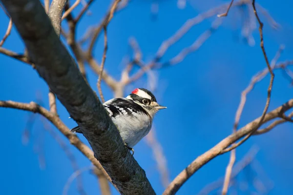 Downy Woodpecker Sitting Tree — Stock Photo, Image