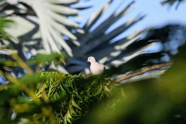 Fuoco Superficiale Bellissimo Uccello Bianco Nido Verde Sotto Luce Del — Foto Stock