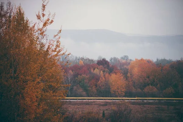 暗い秋の日に森の景色 — ストック写真