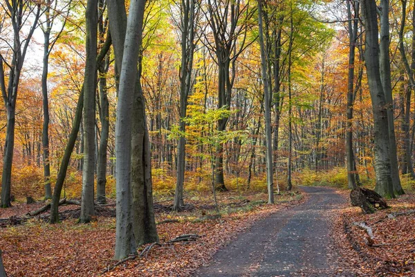 Autumn Forest Scenery Path Warm Light Sun Rays — Stock Photo, Image