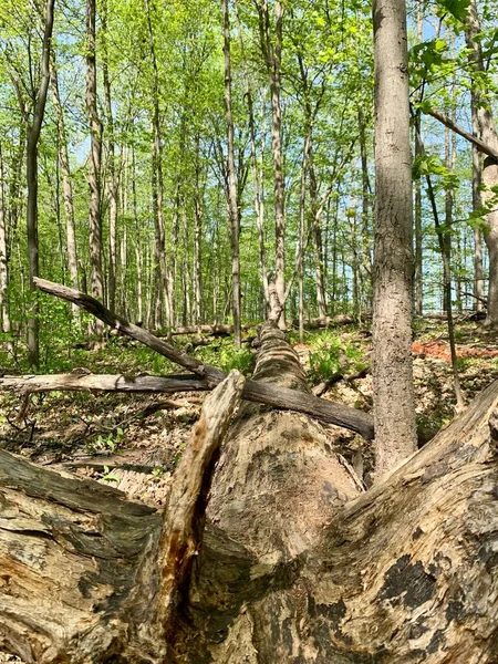 Μια Κάθετη Λήψη Πυκνού Πεσμένου Δέντρου Στο Πράσινο Δάσος — Φωτογραφία Αρχείου
