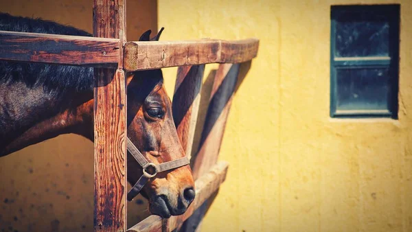 Piękny Brązowy Koń Drewnianym Płotem Pod Żółtą Ścianą — Zdjęcie stockowe