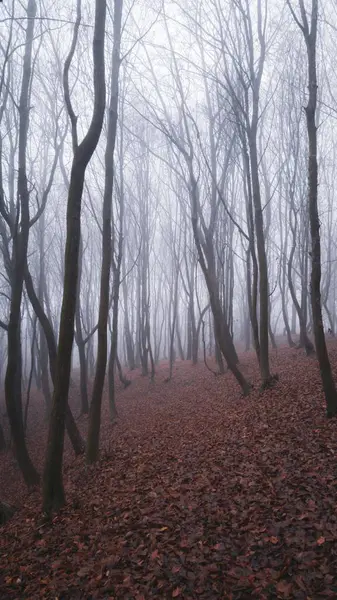 Вертикальний Постріл Туманного Осіннього Лісу — стокове фото