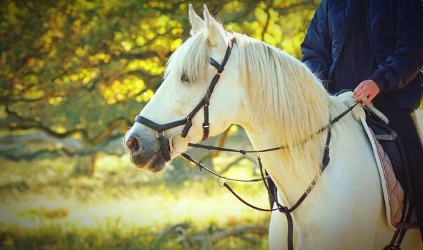 Eine Person Reitet Auf Einem Schönen Weißen Pferd Einem Bauernhof — Stockfoto