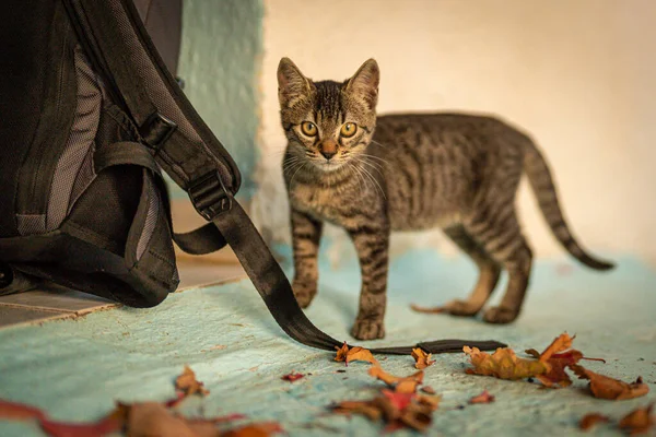 A closeup of an adorable cat near a black backpack