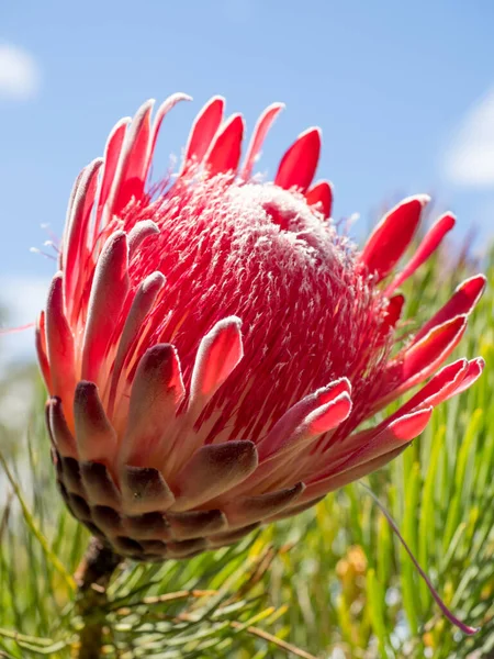 มมองของส แดง Protea Sugarbush ดอกไม — ภาพถ่ายสต็อก
