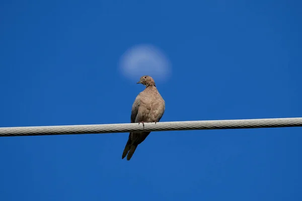 Eurasian Collared Dove Streptopelia Decaocto Blue Sky — Stock Photo, Image