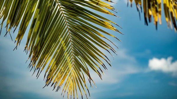 Кокосовый Лист Фоне Голубого Неба — стоковое фото