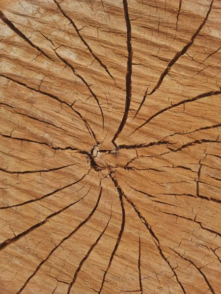 左右対称の美しい亀裂のある幹の垂直ショット — ストック写真