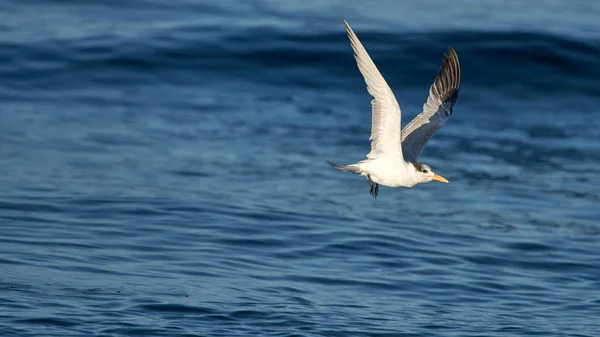 Sternidae Flying Blue Clear Ocean Water Concept Freedom — Foto de Stock