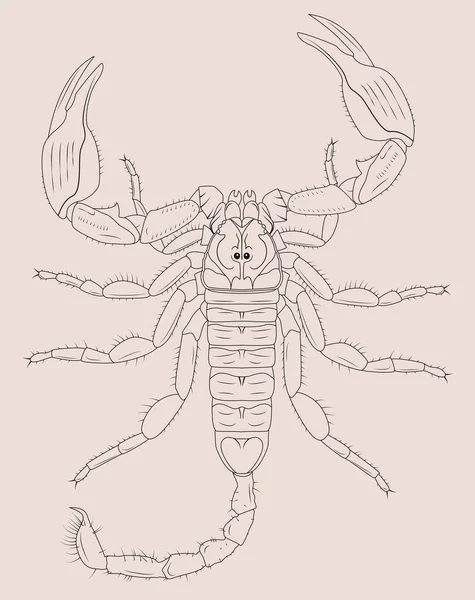 Rocznik Skorpion Ilustracja Dla Tatuaż — Zdjęcie stockowe