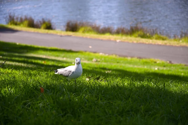 Eine Weiße Taube Auf Dem Städtischen Rasen Sydney Australien — Stockfoto