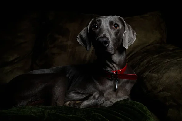 Тёмный Снимок Веймаранерской Собаки Лежащей Диване Помещении — стоковое фото