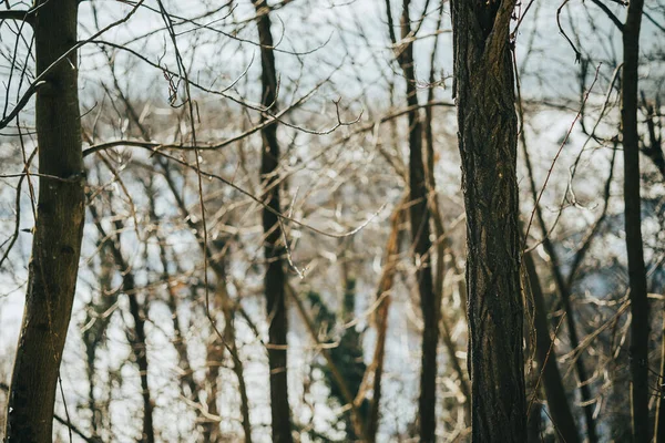 Closeup Shot Tree Branches Forest Winter — Stock Photo, Image