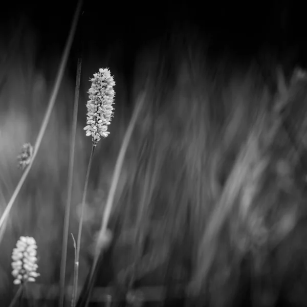 Bistorta Officinalis Növény Szürkeárnyalatos Sekély Fókusza Homályos Mezőn — Stock Fotó