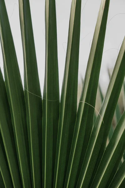 Plano Vertical Cercano Una Planta Con Hojas Verdes Afiladas —  Fotos de Stock