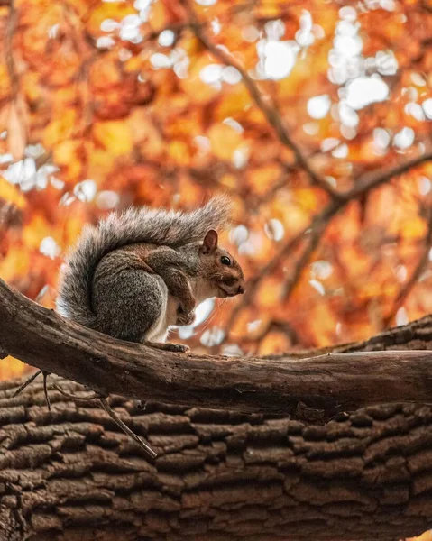 Closeup Little Squirrel Perching Tree Branch Blurred Background — Stock Photo, Image