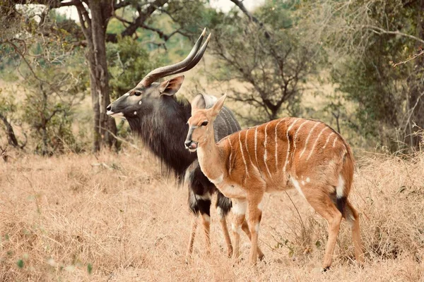 Een Antilope Herten Kruiden Jungle Met Bomen Achtergrond — Stockfoto