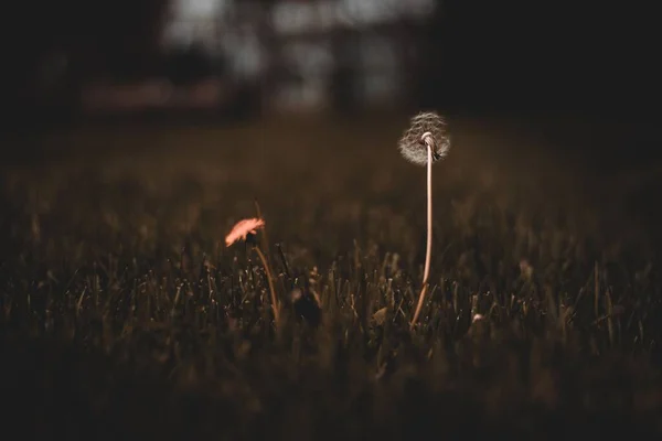 Primer Plano Una Flor Diente León Una Semilla Una Junto — Foto de Stock