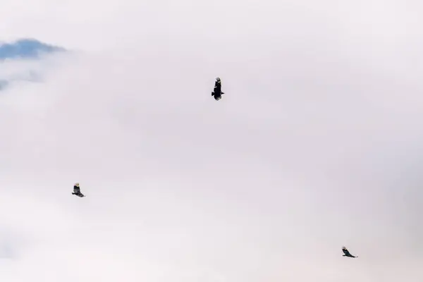 Close Pássaros Voando — Fotografia de Stock