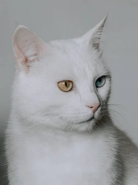 Vertical Portrait Odd Eyed Khao Manee Cat White Background — Stock Photo, Image