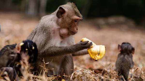 Macacos fofos com a família macaco closeup macacos vivendo na selva
