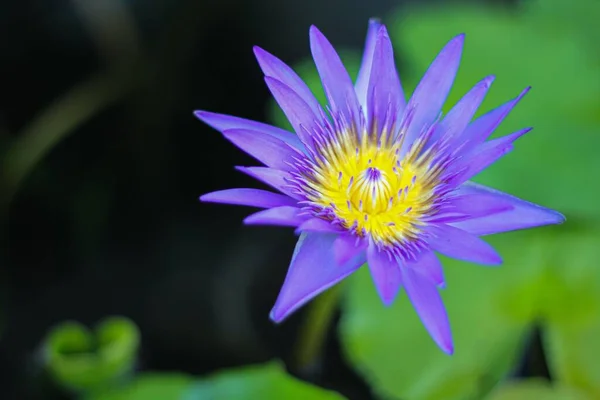 Uno Scatto Selettivo Water Lily Viola Parco — Foto Stock