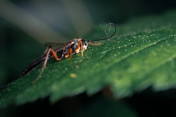 Islak Yeşil Yaprağın Üzerindeki Ichneumon Yakın Plan — Stok fotoğraf