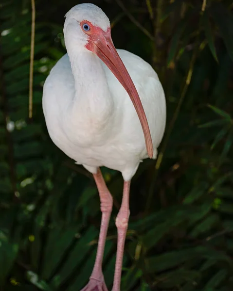 Tiro Vertical Pássaro Ibis Branco Bonito Nápoles Flórida — Fotografia de Stock