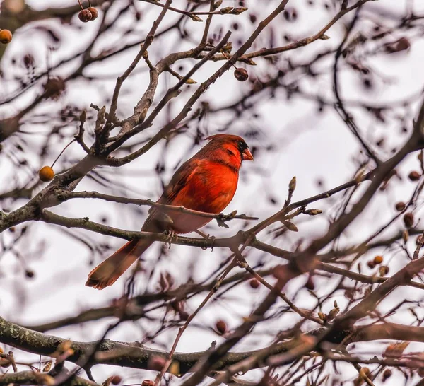 Primer Plano Pájaro Cardenal Rojo Posado Una Rama Árbol — Foto de Stock