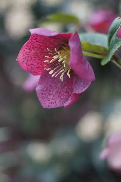 Detailní Fotografie Růžového Květu — Stock fotografie